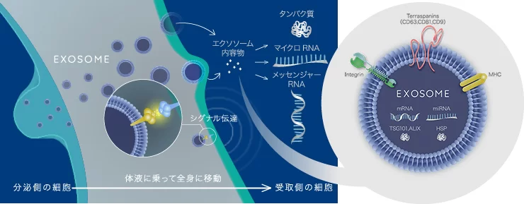 【画像】エクソソームとは