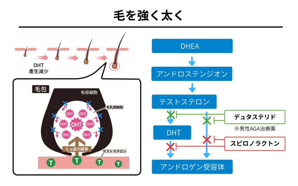 スピロノラクトンが薄毛を改善させる理由